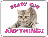 Ready Fur Anything - Feisty Kitten - T-shirt